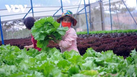 Vật tư tăng giá, Lâm Đồng chuyển hướng sản xuất nông nghiệp hữu cơ