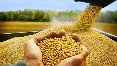 Bộ Tài chính không đồng ý giảm thuế nhập khẩu khô dầu đậu tương về 0%
