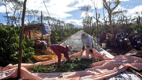EU hoãn quy định về chống phá rừng, cà phê Việt Nam được lợi gì?
