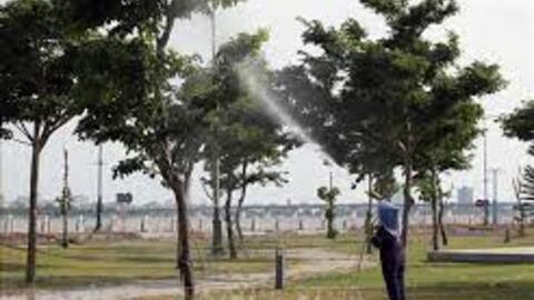 Phú Yên: Các dự án trồng, chăm sóc cây xanh được thực hiện đúng theo quy định