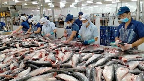 Cá tra Việt Nam đang phải cạnh tranh với những đối thủ nào trong cuộc chiến thị phần khốc liệt?