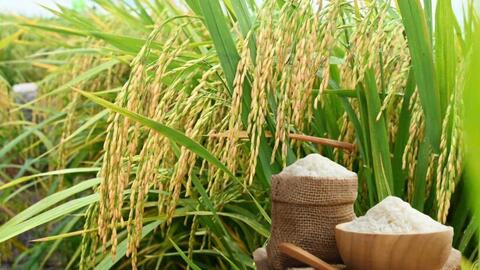 Giá lúa gạo hôm nay ngày 22/6 và tuần qua đều tăng