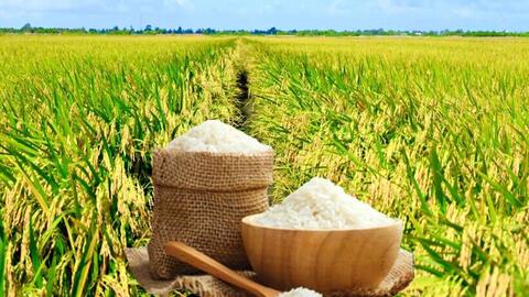 Giá lúa gạo hôm nay ngày 25/6: Gạo xuất khẩu giảm mạnh