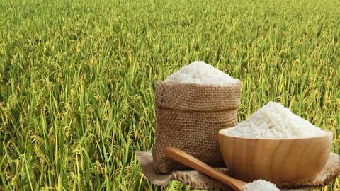 Giá lúa gạo hôm nay ngày 27/6: Lúa tươi xu hướng tăng