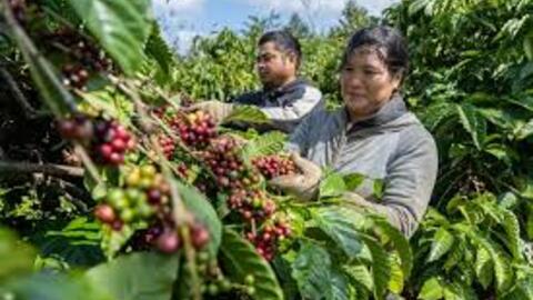 Giá cà phê hôm nay 30/6/2025, thị trường đi ngang
