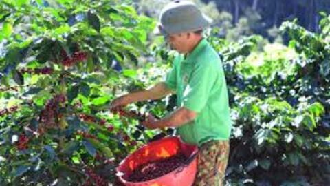 Giá cà phê hôm nay 5/7/2025: Giá cà phê trong nước tăng nhẹ