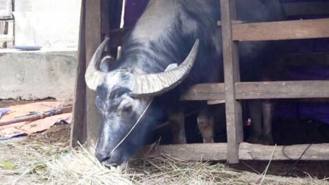 Không khí lạnh tăng cường, Bắc Bộ và Bắc Trung Bộ đêm nay có rét hại