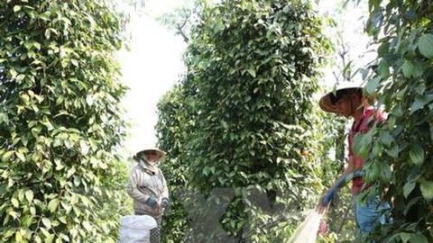 Trồng hồ tiêu bền vững, nông dân Gia Lai thu trái ngọt