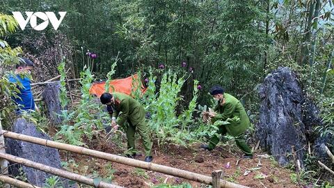 Trồng cây thuốc phiện ở vùng sâu Cao Bằng: Tập tục hay phạm pháp?