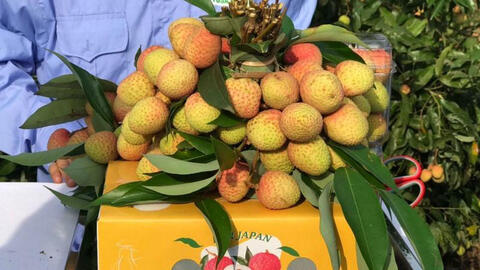 Tăng kim ngạch xuất khẩu vải thiều: Chất lượng sản phẩm vẫn là cốt yếu