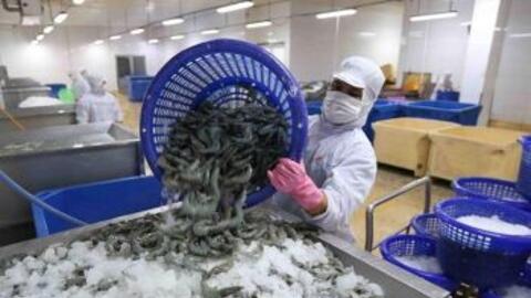 Mức thuế chống trợ cấp tôm đông lạnh của Việt Nam thấp hơn Ấn Độ và Ecuador