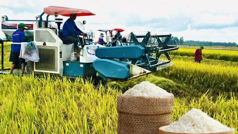 Giá lúa gạo hôm nay ngày 19/6: Gạo xuất khẩu đảo chiều tăng