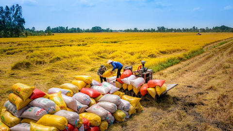 Định vị phân khúc thị trường cao cấp, xuất khẩu gạo Việt ít chịu tác động