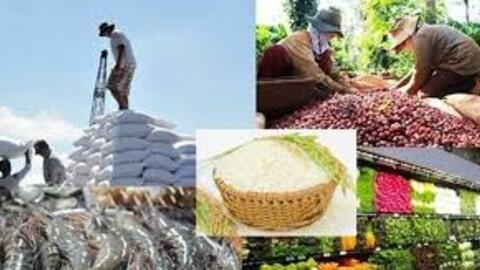 Vì sao nông sản Việt mãi xuất thô?