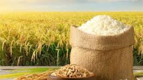 Giá lúa gạo hôm nay ngày 30/6: Gạo bình ổn, lúa tương chững giá