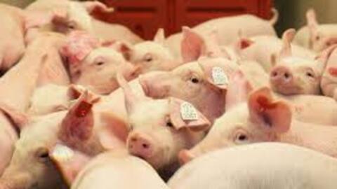 Giá heo hơi hôm nay 2/7/2025: Giảm đồng loạt trên toàn quốc