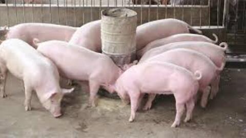 Giá heo hơi hôm nay 4/7/2025: Cao nhất còn 70.000 đồng/kg