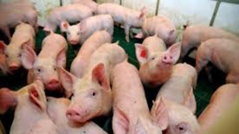 Giá heo hơi hôm nay 5/7/2025: Quay đầu đi ngang trên toàn quốc