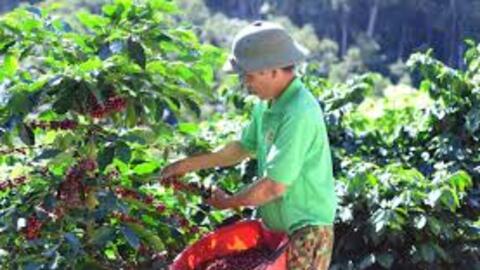 Giá cà phê hôm nay 5/7/2025: Giá cà phê trong nước tăng nhẹ