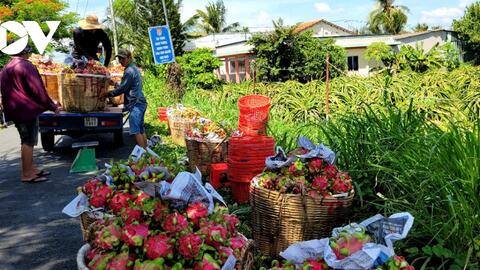Trái thanh long giá chạm đáy, nhà vườn Đồng Tháp cắt bỏ trái non