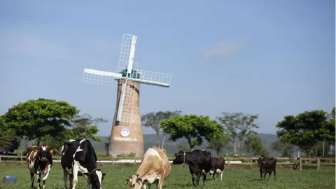 Singapore nhập khẩu khoảng 2,5 triệu USD/năm sữa và các sản phẩm sữa từ Việt Nam