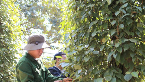 Giá tiêu hôm nay 22/7/2025: Trong nước đi ngang, thế giới giảm