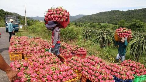 Khẩn trương gỡ vướng cho thanh long, hồ tiêu xuất khẩu sang EU
