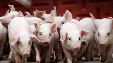 Giá heo hơi hôm nay ngày 30/7/2025: Đảo chiều tăng nhẹ ở miền Bắc