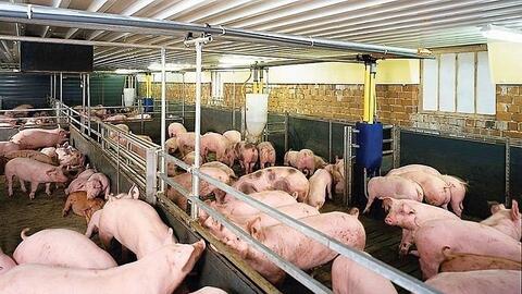 Giá heo hơi hôm nay ngày 1/8/2025: Tăng nhẹ ở cả 3 miền