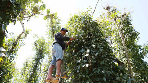 Giá tiêu hôm nay 21/8/2025: Giữ giá cao, ít biến động