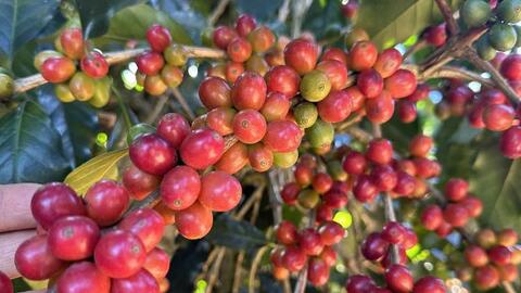 Giá cà phê hôm nay 3/9/2025: Thế giới và trong nước đồng loạt giảm