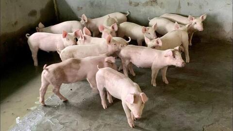 Giá heo hơi hôm nay 4/9/2025: Miền Bắc đảo chiều tăng