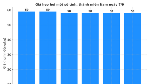 Giá heo hơi hôm nay 7/9/2025: Duy trì đà tăng