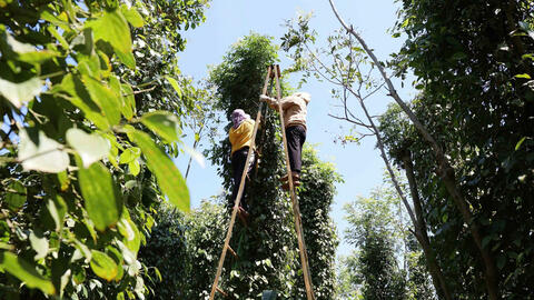 Giá tiêu hôm nay 8/9/2025: Cao nhất 152.000 đồng/kg