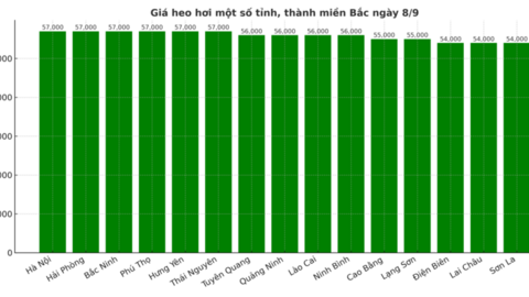Giá heo hơi hôm nay 8/9/2025: Cao nhất 59.000 đồng/kg