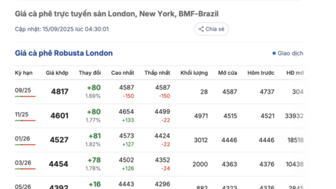 Giá cà phê hôm nay 15/9/2025: Tăng mạnh so với tuần trước