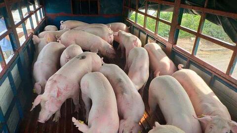 Vì sao giá heo hơi tại Tây Nguyên giảm nhẹ?