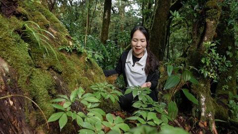 Đà Nẵng: Bà con miền núi khai thác lợi thế sâm Ngọc Linh làm du lịch