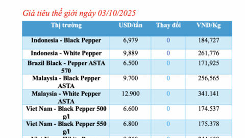 Giá tiêu hôm nay 3/10/2025: Chững giá sau 2 ngày giảm sâu