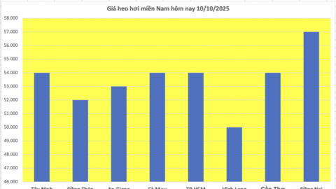 Giá heo hơi hôm nay 10/10/2025: Giảm mạnh tại miền Nam