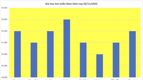 Giá heo hơi hôm nay 3/11/2025: Ổn định trên cả ba miền