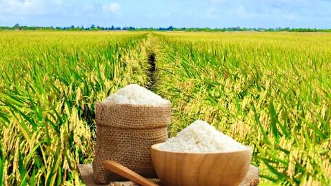 Giá lúa gạo hôm nay ngày 6/11: Lúa tươi đồng loạt giảm