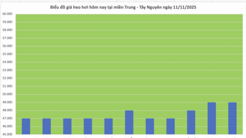 Giá heo hơi hôm nay 11/11/2025: Đồng loạt giảm 1.000 đồng/kg