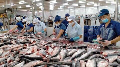 Xuất khẩu cá tra cuối năm: Cơ hội lớn từ CPTPP và Trung Đông