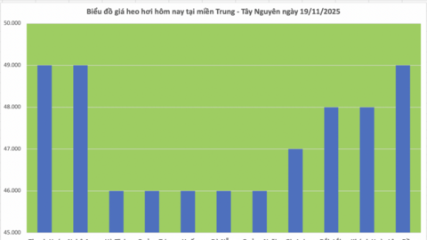 Giá heo hơi hôm nay 19/11/2025: Đồng loạt tăng