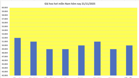 Giá heo hơi hôm nay 21/11/2025: Tăng mạnh, miền Bắc lập đỉnh