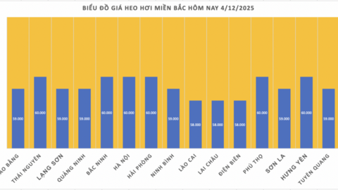 Giá heo hơi hôm nay 4/12/2025: Miền Bắc chạm mốc 60.000 đồng/kg