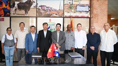 Doanh nghiệp Việt Nam đầu tư trồng điều ở Cuba