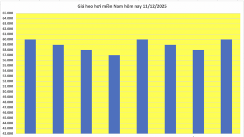 Giá heo hơi hôm nay 11/12/2025: Tăng trở lại