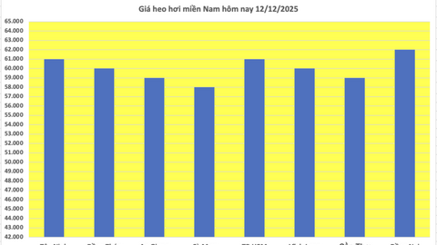 Giá heo hơi hôm nay 12/12/2025: Tăng đồng loạt, lập đỉnh mới